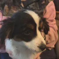 Lizzy  Peppa's girl, a female Miniature Australian Shepherd for sale in Richland Center, WI – Photo 1 of 5