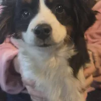 Lizzy  Peppa's girl, a female Miniature Australian Shepherd for sale in Richland Center, WI – Photo 5 of 5