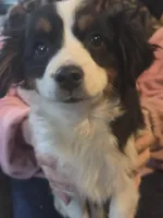 Liz  Peppa's girl, a female Miniature Australian Shepherd for sale in Richland Center, WI – Photo 5 of 5