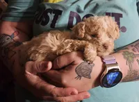 Cream poodle toy, a female Poodle - Toy  for sale in Richland Center, WI – Photo 2 of 8