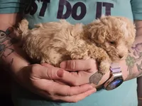 Cream poodle toy, a female Poodle - Toy  for sale in Richland Center, WI – Photo 7 of 8