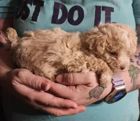 Cream poodle toy, a female Poodle - Toy  for sale in Richland Center, WI – Photo 6 of 8