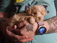 Cream poodle toy, a female Poodle - Toy  for sale in Richland Center, WI – Photo 1 of 8