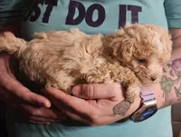 Cream poodle toy, a female Poodle - Toy  for sale in Richland Center, WI – Photo 5 of 8