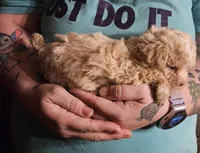 Cream poodle toy, a female Poodle - Toy  for sale in Richland Center, WI – Photo 8 of 8