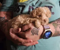 Cream poodle toy, a female Poodle - Toy  for sale in Richland Center, WI – Photo 3 of 8