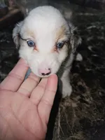 Blue merle female, a female Toy Australian Shepherd for sale in Richland Center, WI – Photo 2 of 3