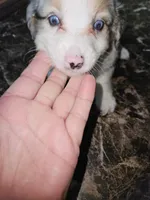Blue merle female, a female Toy Australian Shepherd for sale in Richland Center, WI – Photo 3 of 3