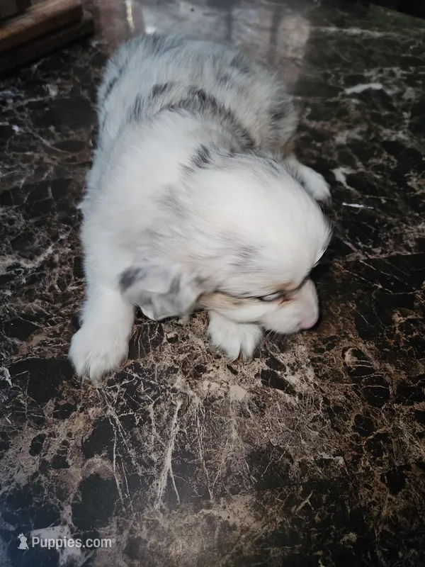 Blue merle female, a female Toy Australian Shepherd for sale in Richland Center, WI – Photo 1 of 3