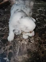 Blue merle female, a female Toy Australian Shepherd for sale in Richland Center, WI – Photo 1 of 3