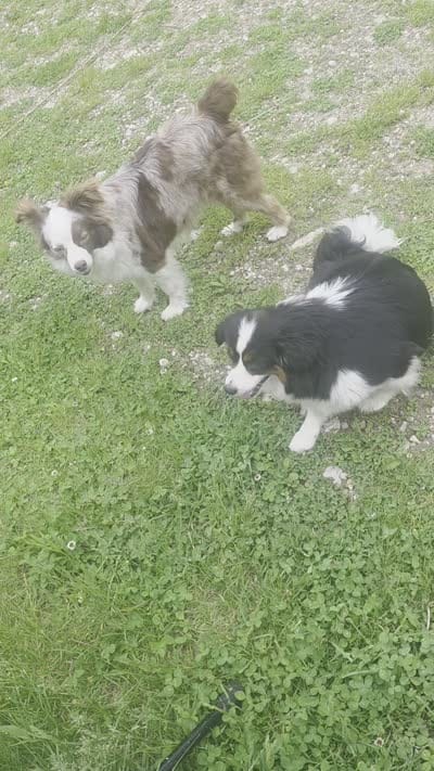 Lizzy  Peppa's girl, a female Miniature Australian Shepherd for sale in Richland Center, WI – 4 of 10