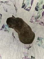 Molly's  red tri male, a male Toy Australian Shepherd for sale in Richland Center, WI – Photo 8 of 8