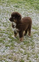 Molly's  red tri male, a male Toy Australian Shepherd for sale in Richland Center, WI – Photo 1 of 8