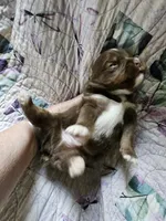 Molly's  red tri male, a male Toy Australian Shepherd for sale in Richland Center, WI – Photo 6 of 8