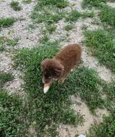Molly's  red tri male, a male Toy Australian Shepherd for sale in Richland Center, WI – Photo 2 of 8