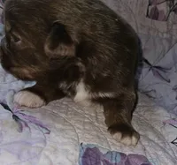 Molly's  red tri male, a male Toy Australian Shepherd for sale in Richland Center, WI – Photo 7 of 8