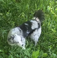 Gracie, a female Miniature Australian Shepherd for sale in Richland Center, WI – 5 of 6