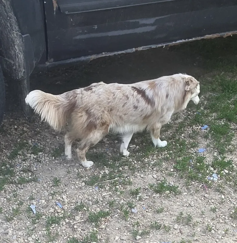 Marley May – Toy Australian Shepherd puppy for sale in Richland Center, WI