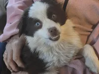 Taytum Willa' girl, a female Toy Australian Shepherd for sale in Richland Center, WI – Photo 3 of 3