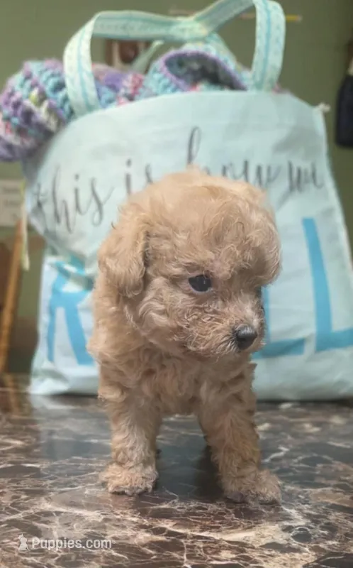 Tiny girl, a female Poodle - Toy  for sale in Richland Center, WI – Photo 1 of 6