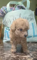 Tiny girl, a female Poodle - Toy  for sale in Richland Center, WI – Photo 1 of 6