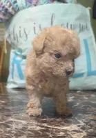 Tiny girl, a female Poodle - Toy  for sale in Richland Center, WI – Photo 5 of 6