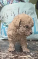 Tiny girl, a female Poodle - Toy  for sale in Richland Center, WI – Photo 6 of 6