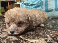Tiny girl, a female Poodle - Toy  for sale in Richland Center, WI – Photo 3 of 6