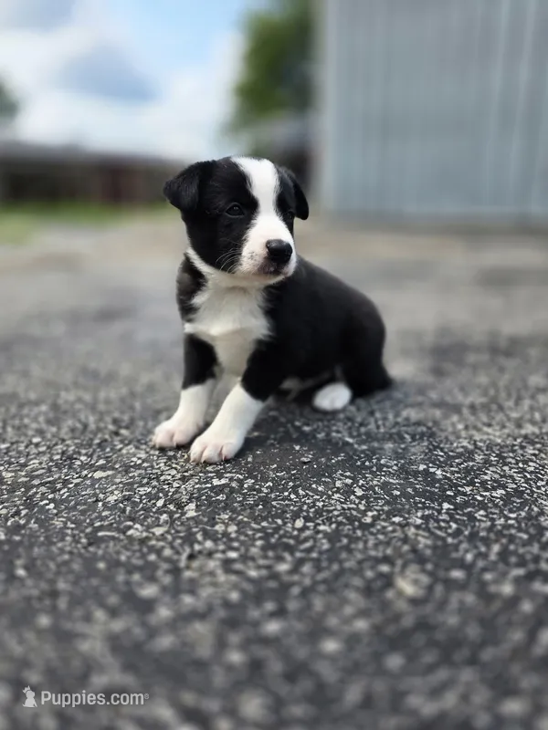 Yellow – Border Collie puppy for sale in Staunton, IL