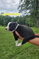 Yellow, a male Border Collie for sale in Staunton, IL – 2 of 4