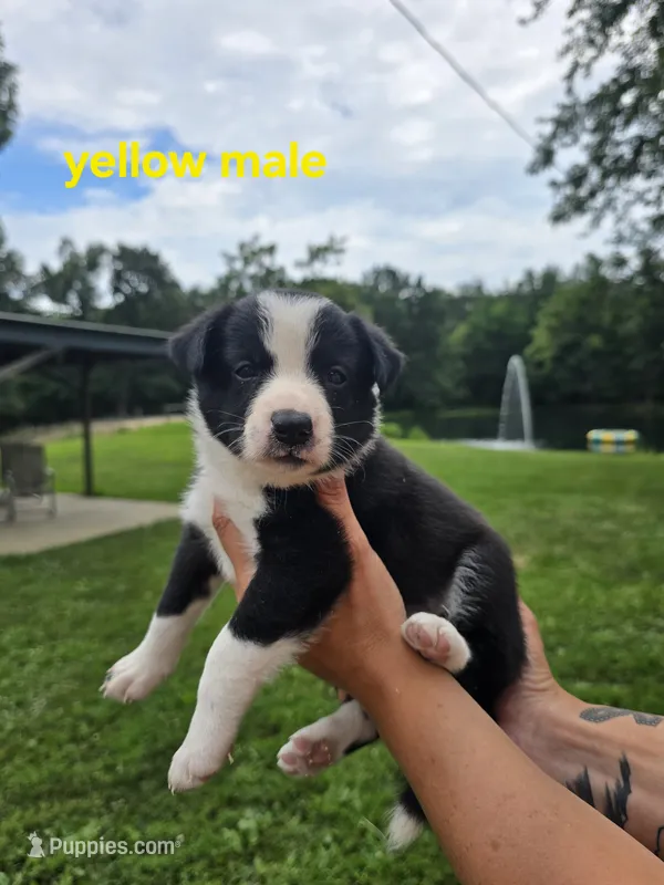 Yellow – Border Collie puppy for sale in Staunton, IL