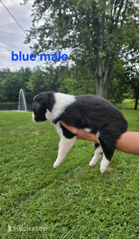 Blue  – Border Collie puppy for sale in Staunton, IL