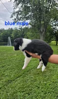 Blue , a male Border Collie for sale in Staunton, IL – 1 of 2