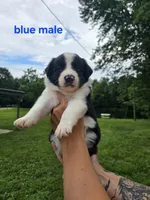 Blue , a male Border Collie for sale in Staunton, IL – 2 of 2
