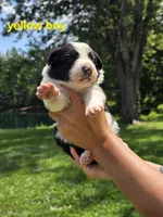 Yellow, a male Border Collie for sale in Staunton, IL – 4 of 4