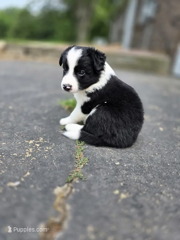 Blue  – Border Collie puppy for sale in Staunton, IL