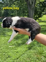 Yellow, a male Border Collie for sale in Staunton, IL – 3 of 4