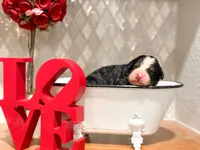 processed/425920b8-28b6-4794-af2d-1ff713373c4a/listing/214628cf-2cf9-4ef5-a898-0cc56b649e69/1d266d33-4ae2-4c3f-828a-b35c45040c8b