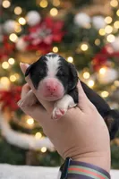 processed/425920b8-28b6-4794-af2d-1ff713373c4a/listing/214628cf-2cf9-4ef5-a898-0cc56b649e69/76568883-cb37-4e8e-985b-b61de46c4d4a