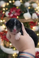 processed/425920b8-28b6-4794-af2d-1ff713373c4a/listing/4c9cd9e2-e78d-4cc3-a147-250fe4401977/626c94cb-74e4-4af4-8d74-871a2783f2ec