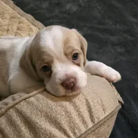 Moony, a male French Bulldog and Australian Labradoodle for sale in Chesapeake, VA – Photo 3 of 10