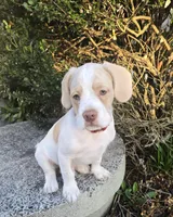 Moony, a male French Bulldog and Australian Labradoodle for sale in Chesapeake, VA – Photo 9 of 10