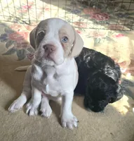 Moony, a male French Bulldog and Australian Labradoodle for sale in Chesapeake, VA – Photo 7 of 10