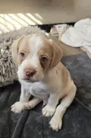 Moony, a male French Bulldog and Australian Labradoodle for sale in Chesapeake, VA – Photo 5 of 10