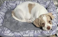 Moony, a male French Bulldog and Australian Labradoodle for sale in Chesapeake, VA – Photo 2 of 10