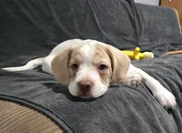 Moony, a male French Bulldog and Australian Labradoodle for sale in Chesapeake, VA – Photo 8 of 10