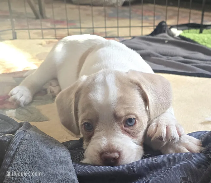 Moony – French Bulldog, Australian Labradoodle puppy for sale in Chesapeake, VA