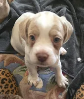 Moony, a male French Bulldog and Australian Labradoodle for sale in Chesapeake, VA – Photo 4 of 10