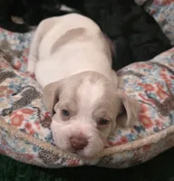 Moony, a male French Bulldog and Australian Labradoodle for sale in Chesapeake, VA – Photo 6 of 10