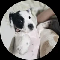 Dotty, a female French Bulldog and Australian Labradoodle for sale in Chesapeake, VA – Photo 3 of 9